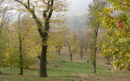 Kastanienselven im Tessin